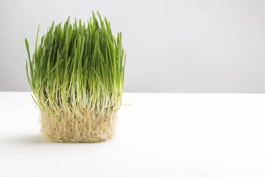 Fresh green sprouted oats, oats grains. Healthy lifestyle