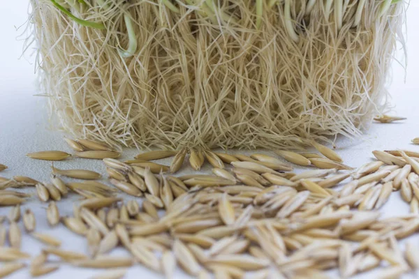 Raíces de avena germinada y granos de avena — Foto de Stock