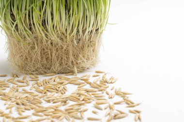Filizlenmiş yulaf ve yulaf kökleri.