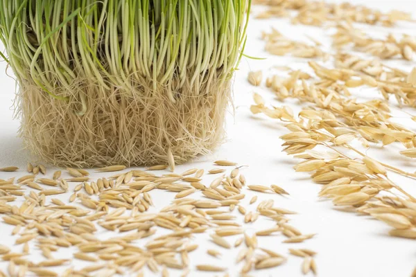 Raíces de avena germinada y granos de avena — Foto de Stock