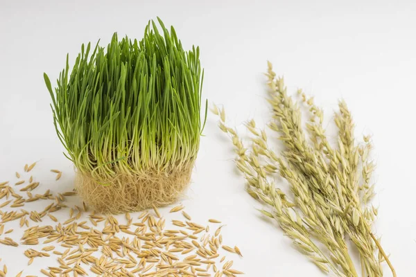 Ripe spikelets of oats and grains — Stock Photo, Image