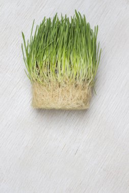 Filizlenmiş yulafın kökleri ve sapları