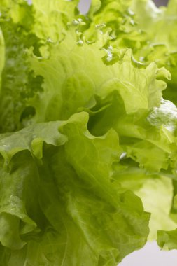 Beyaz arka planda Sulu Yeşil Marul, yakın plan