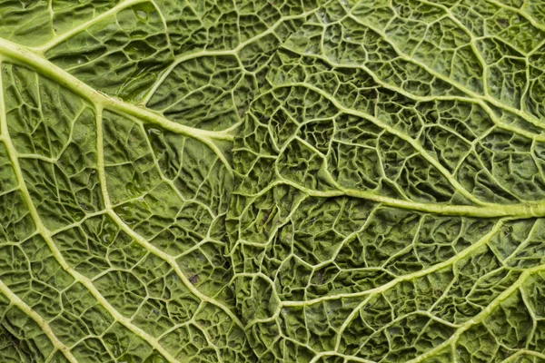 Savoy Cabbage Leaf White Background Copy Space Texture Background — Stock Photo, Image