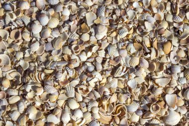 Küçük deniz kabuklarının doğal arka planı. Yakın plan. Düz yatıyordu