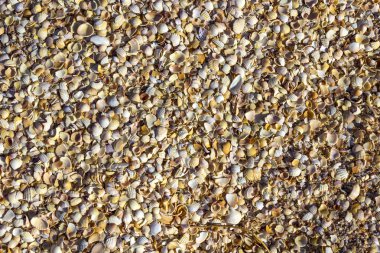 Küçük deniz kabuklarının doğal arka planı. Yakın plan. Düz yatıyordu