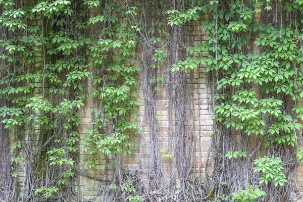 Bucle Plante Verzi Peretele Cărămidă Aproape Fundal Natural — Fotografie, imagine de stoc