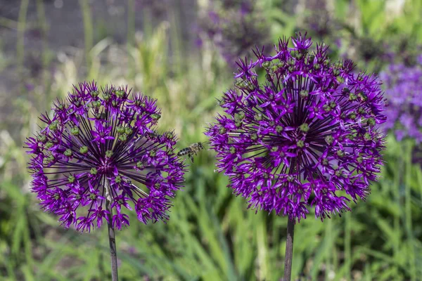 Allium Çiçeği Mor Soğan Çiçekleri Aralarındaki Arı Doğal Arkaplan — Stok fotoğraf