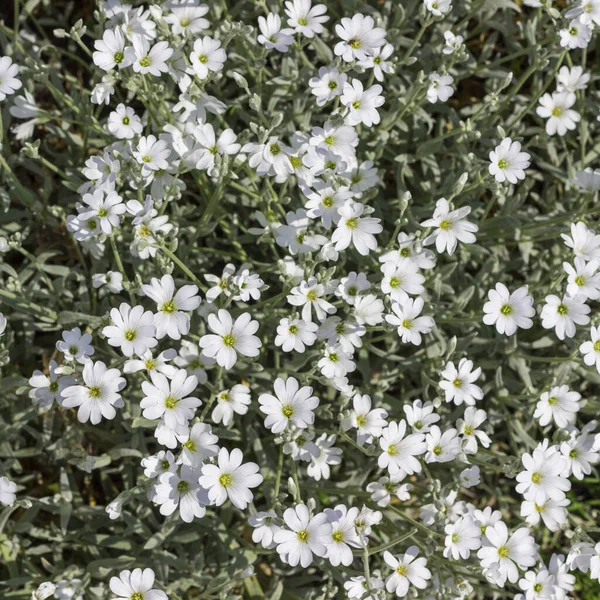 Flores Brancas Com Caule Prata Folhas Cerastium Jardim Close Fundo — Fotografia de Stock