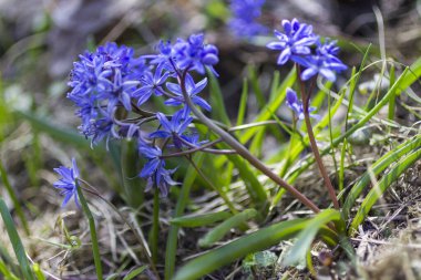 Erken bahar mavi çiçekleri. Çimsiz toprak. Kapatın. Bahar Hikayesi