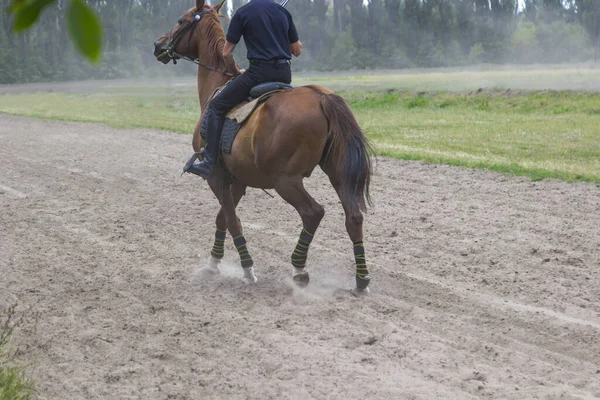 Cavaleiro Sela Cavalos Caminham Campo Treinamento Dia Verão Ensolarado Vista — Fotografia de Stock