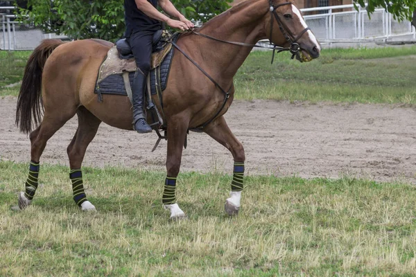 Cavaleiro Sela Cavalos Caminham Campo Treinamento Dia Verão Ensolarado — Fotografia de Stock