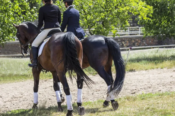 Dois Cavaleiros Sela Cavalos Andar Campo Treino Visão Traseira Dia — Fotografia de Stock