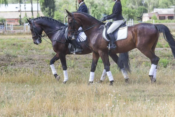 Dois Cavaleiros Montam Cavalos Relva Seca Dia Verão Ensolarado — Fotografia de Stock