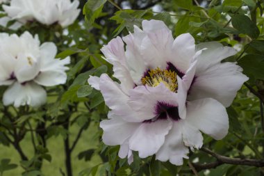 Yeşil yaprakların arasında çiçek açan beyaz bir pion. Doğal arkaplan