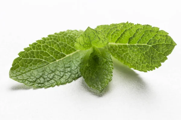 Mint Leaves White Background Close — Stock Photo, Image