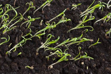 Mikroyeşil. Topraktan çıkan bir grup yeşil lahanayla. Filizlenmiş filizin üzerindeki tohum kabuğu. Kapatın. Üst görünüm