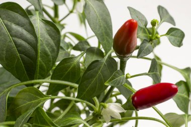 Kavanozda yetişen kırmızı ve yeşil biber tohumları. Dallardaki beyaz çiçekler. Kapatın. Beyaz arkaplan