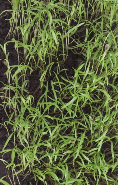Mikroyeşil. Yeşillik taze filizler. Sağlıklı beslenme konsepti. Kapat.