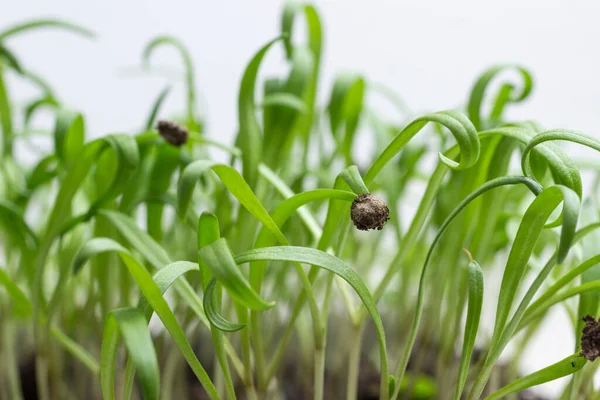 Skupina Zelených Klíčků Vyrůstajících Půdy Semenná Slupka Vyklíčené Klíčence Mikrozelená — Stock fotografie