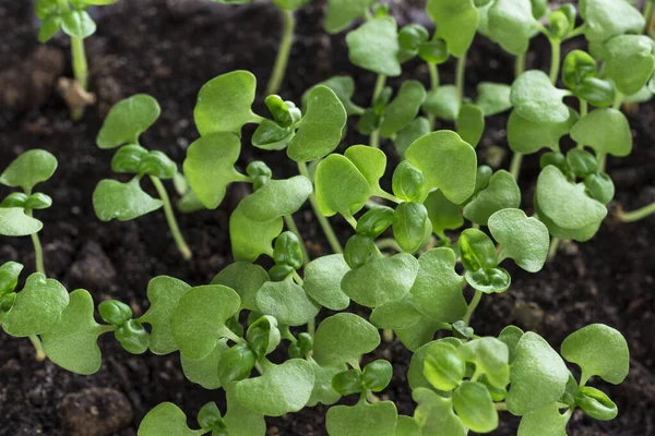 Skupina Zelených Klíčků Vyrůstajících Půdy Mikrozelená Zavřít Plocha — Stock fotografie