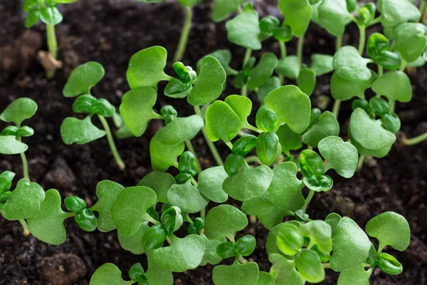 Group Green Sprouts Growing Out Soil Microgreen Close Flat Lay Stock Photo