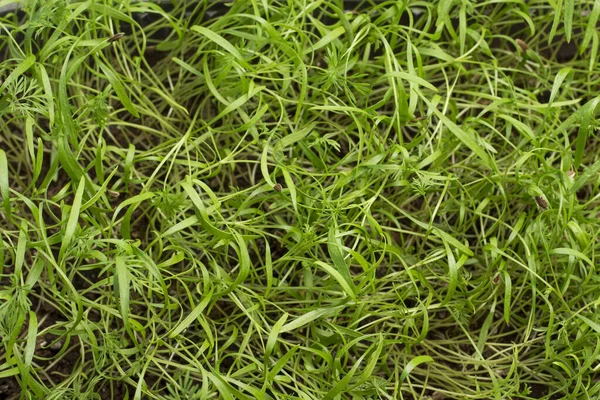 Микрозелень Молодые Побеги Зелени Семенная Оболочка Прорастающей Капусте Концепция Здорового — стоковое фото