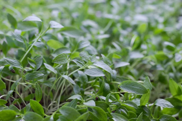 Mladé Výhonky Zeleně Mikrozelená Semenná Slupka Vyklíčené Klíčence Zdravý Stravovací — Stock fotografie