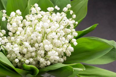 Vadideki zambak demetleri. Siyah arkaplan