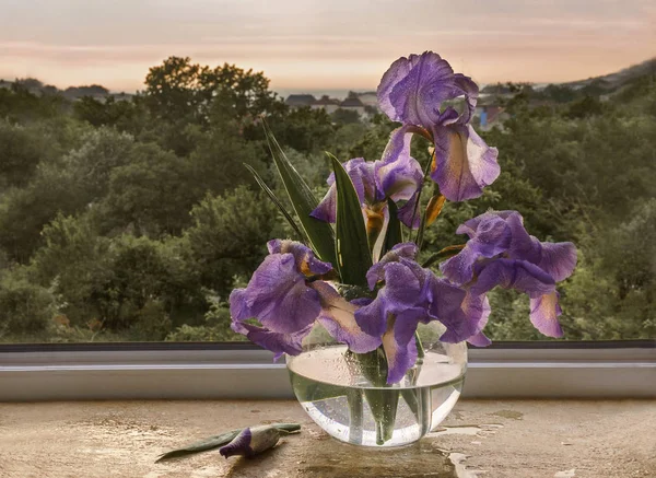 Букет Фиолетовых Ирисов Подоконнике — стоковое фото