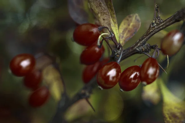   Bir dalda kızılcık meyveleri