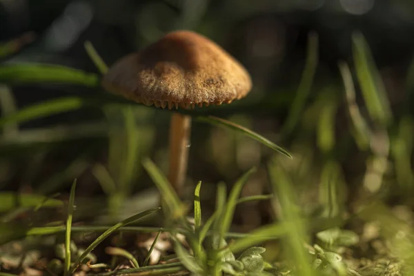   Uzun otların içinde kırmızı mantar