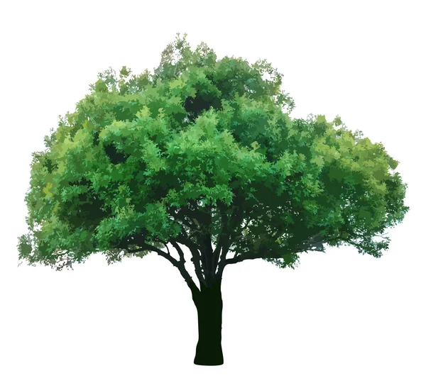 Zelený strom na bílém pozadí vektor — Stockový vektor