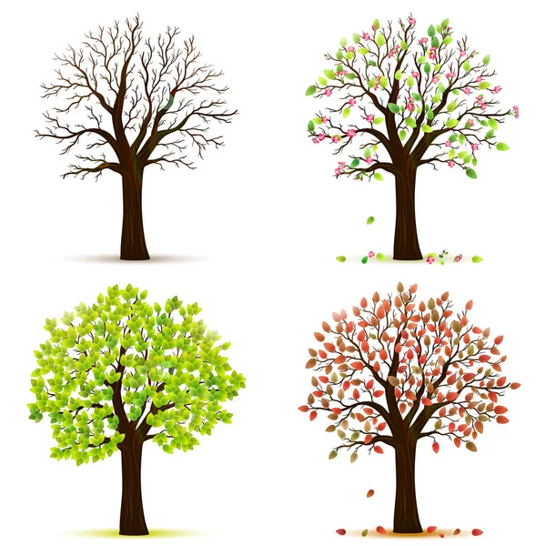 Čtyři roční období stromy vektor — Stockový vektor