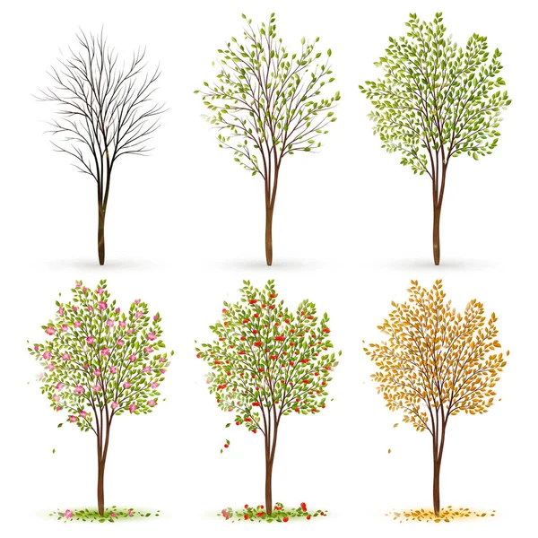 Jahreszeiten des Baumvektors — Stockvektor