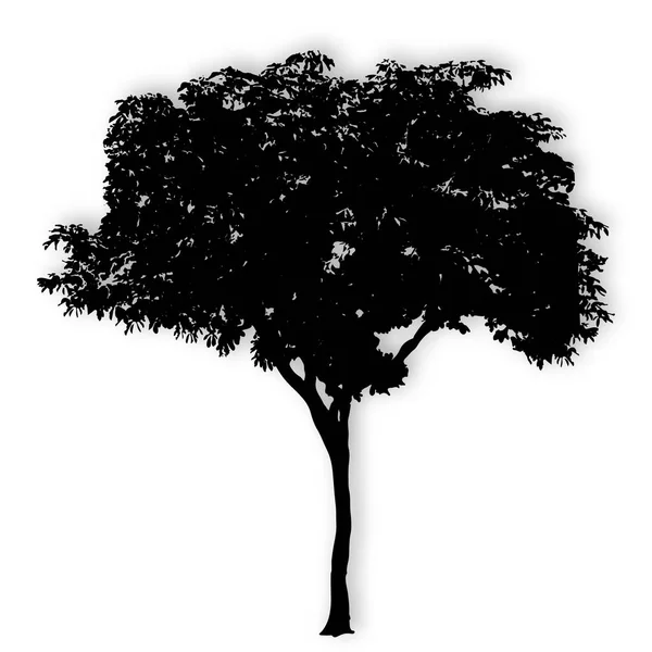 Silueta del árbol en el vector de fondo blanco — Archivo Imágenes Vectoriales