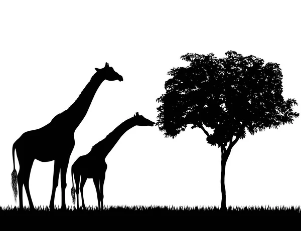 Silhouetten von Giraffen und Baum auf weißem Hintergrund — Stockvektor