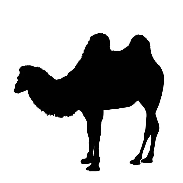 Silhouette of camel isolated on white background vector — Stock Vector