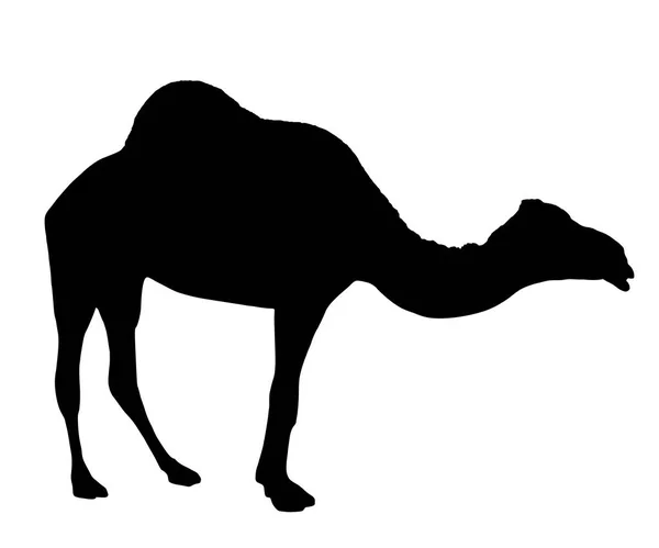 Silhouette of camel isolated on white background vector — Stock Vector