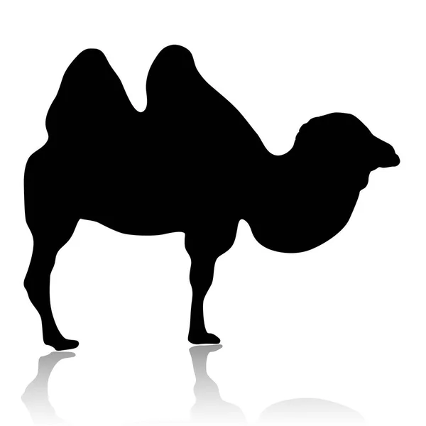 Silhouette de chameau isolé sur fond blanc vecteur — Image vectorielle