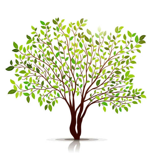 Zelený strom s listy na bílém pozadí vektor — Stockový vektor