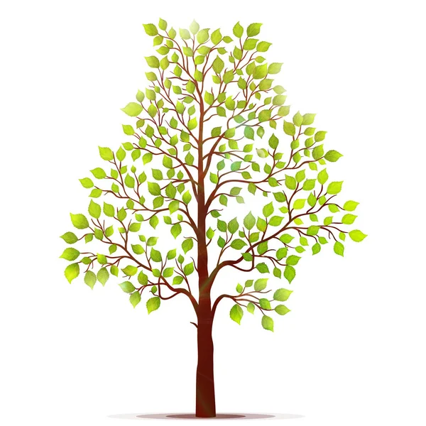 Árbol verde con hojas sobre fondo blanco vector — Vector de stock