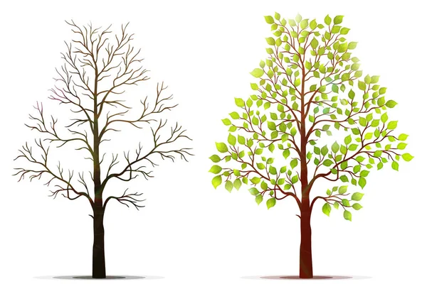 Trees on white background — Stock Vector