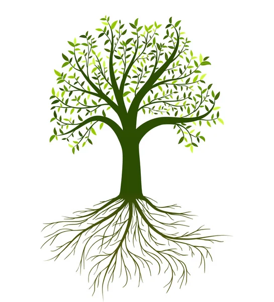 Векторное дерево с листьями и корнями на белом фоне — стоковый вектор