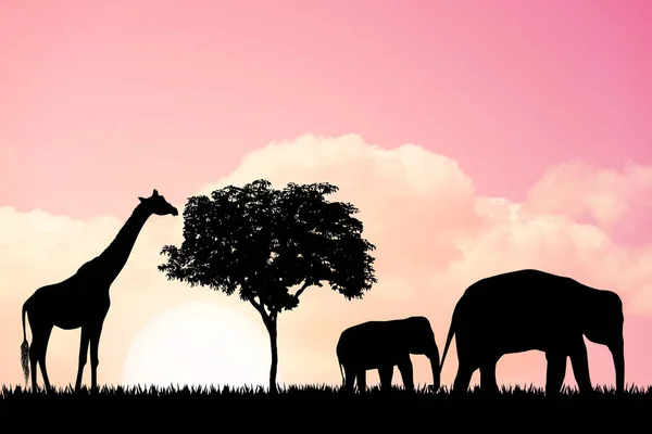 Fond naturel avec éléphants et girafe — Photo
