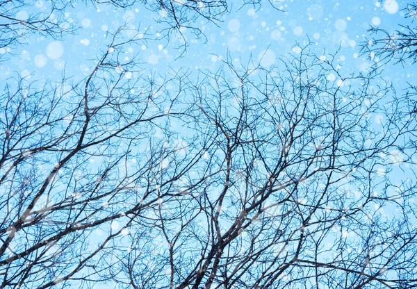 Sylwetka gałęzie drzewa przeciw błękitne niebo — Zdjęcie stockowe