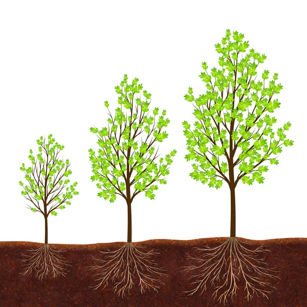 Büyüme ağaç vektör arka plan — Stok Vektör
