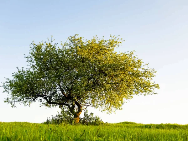 Fondo de la naturaleza con hierba verde y vector de árbol — Vector de stock