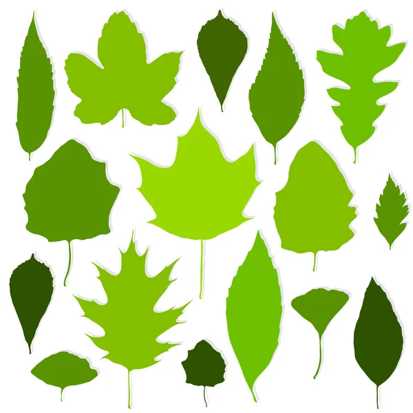 Folhas verdes definidas no vetor de fundo branco —  Vetores de Stock