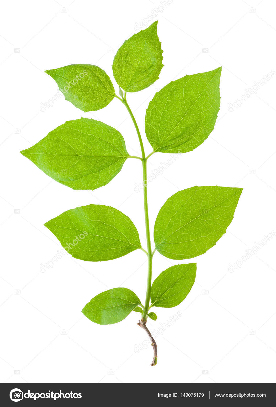 Sprout vert isolé sur fond blanc — Photographie MarBom © #149075179